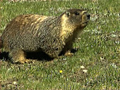 Yellow-bellied marmot