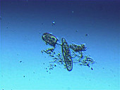 Didinium nasutum protozoa