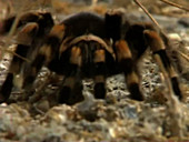 Mexican red-knee tarantula
