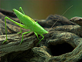 Immature cone-headed grasshopper