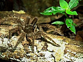 Goliath birdeater tarantula