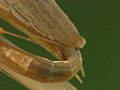 Egyptian mantis