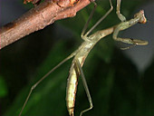 Chinese mantis moulting