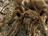 Chilean rose hair tarantula