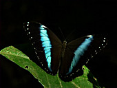 Blue-banded Morpho butterfly