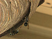 Bald-faced hornet