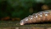 Giant Amazonian earthworm