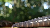 Giant Amazonian earthworm