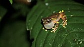 Frog in Amazon