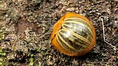 Tortoise beetle