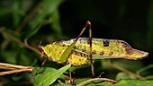 Katydid