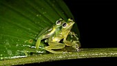 Glass frogs mating