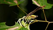 Leaf mimic katydid