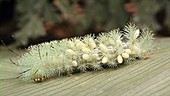 Parasitized caterpillar