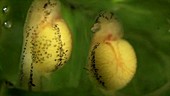 Glass frog eggs, day 7