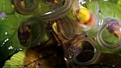 Glass frog tadpole hatching, day 19