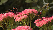 Red admiral butterflies on Sedum flowers