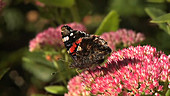 Red admiral butterfly on Sedum flowers