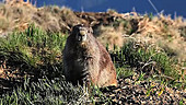 Olympic marmot
