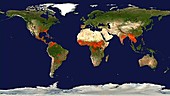 Global fire distribution