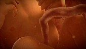 Female foetus in the womb, animation