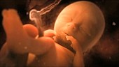 Foetus at 15 weeks
