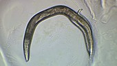 C elegans mutant worm, light microscopy