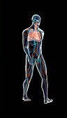 Animation of the male body