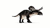 Zuniceratops dinosaur walking