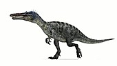 Suchomimus dinosaur walking