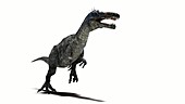 Suchomimus dinosaur running