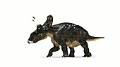 Nedoceratops dinosaur walking