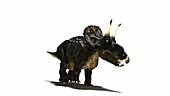Nedoceratops dinosaur running