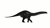 Apatosaurus dinosaur walking