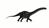 Apatosaurus dinosaur running