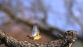 European greenfinch in flight