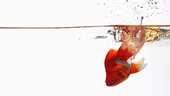 Goldfish falling into water