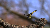 European greenfinch jumping