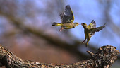 European greenfinches in flight