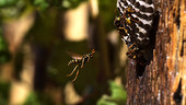 Paper wasp in flight