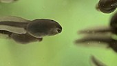 Common toad tadpoles