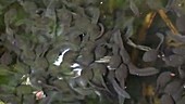 Toad tadpoles feeding on carrion