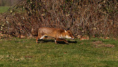 Red fox walking, high speed