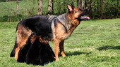 German shepherd puppies feeding