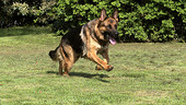 German shepherd running, high speed