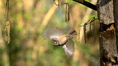 Crested tit in flight, high-speed