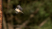 Marsh tit in flight, high-speed