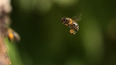 Honey bees in flight, high-speed