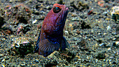 Jawfish male