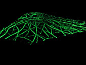 Microtubule network